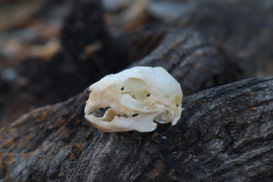 Baby Rabbit Skull