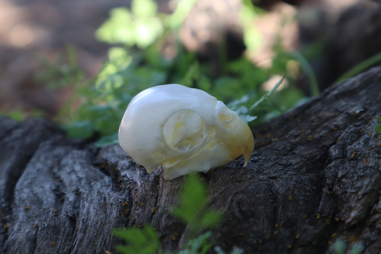 Parakeet Skull