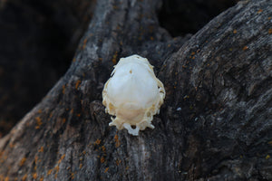 Baby Rabbit Skull