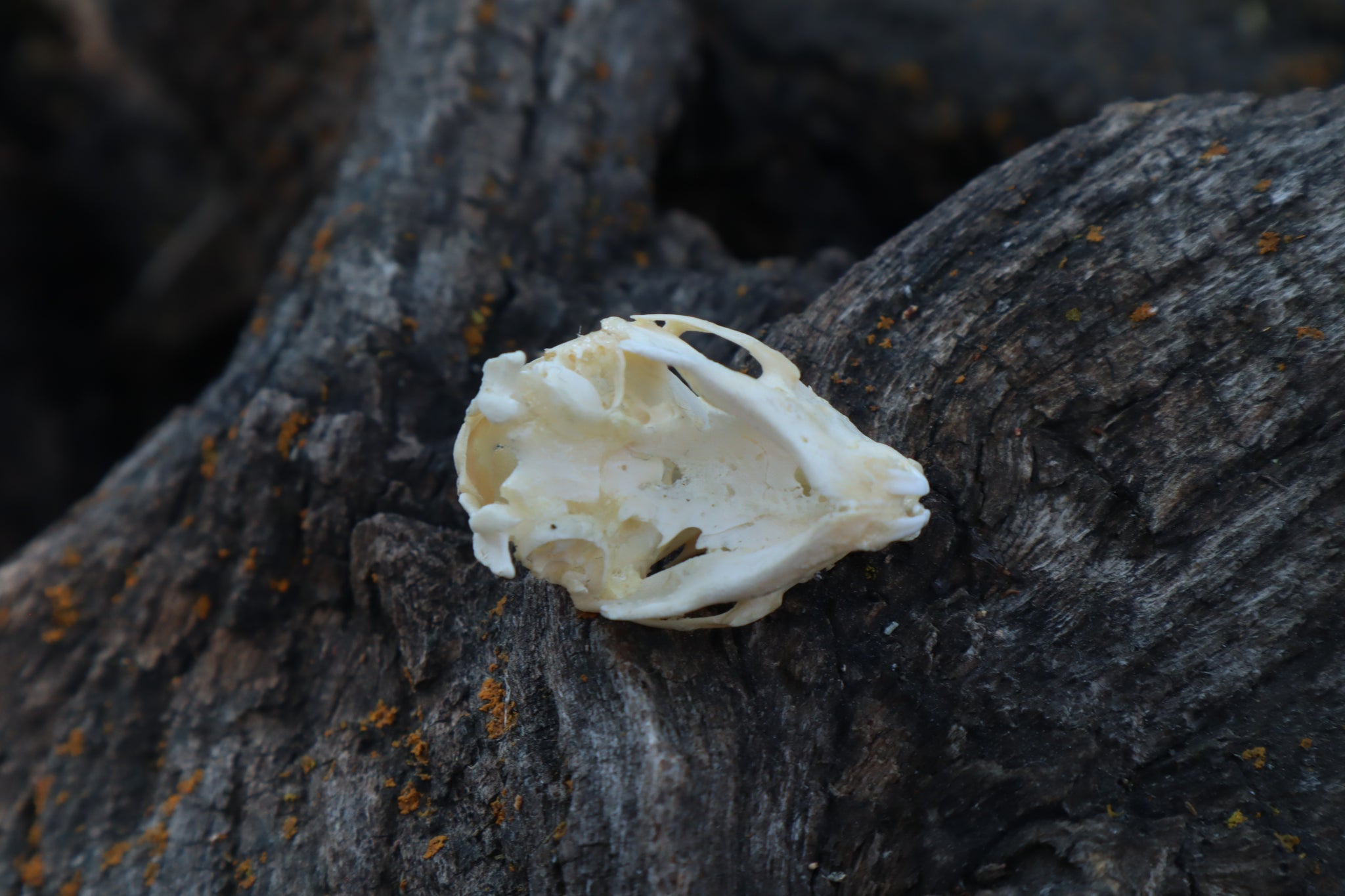 Baby Rabbit Skull