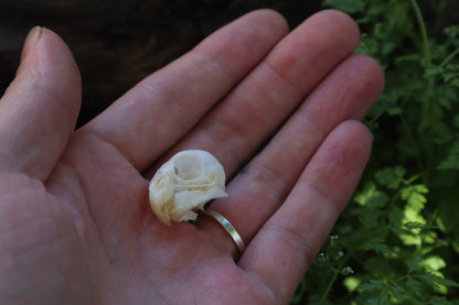 Parakeet Skull