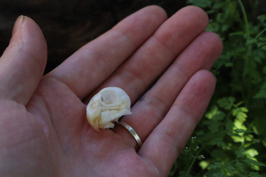 Parakeet Skull