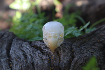 Parakeet Skull