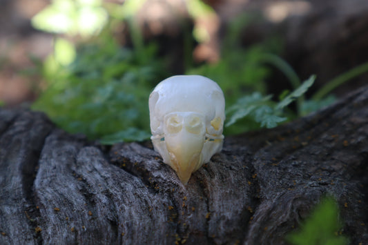 Parakeet Skull