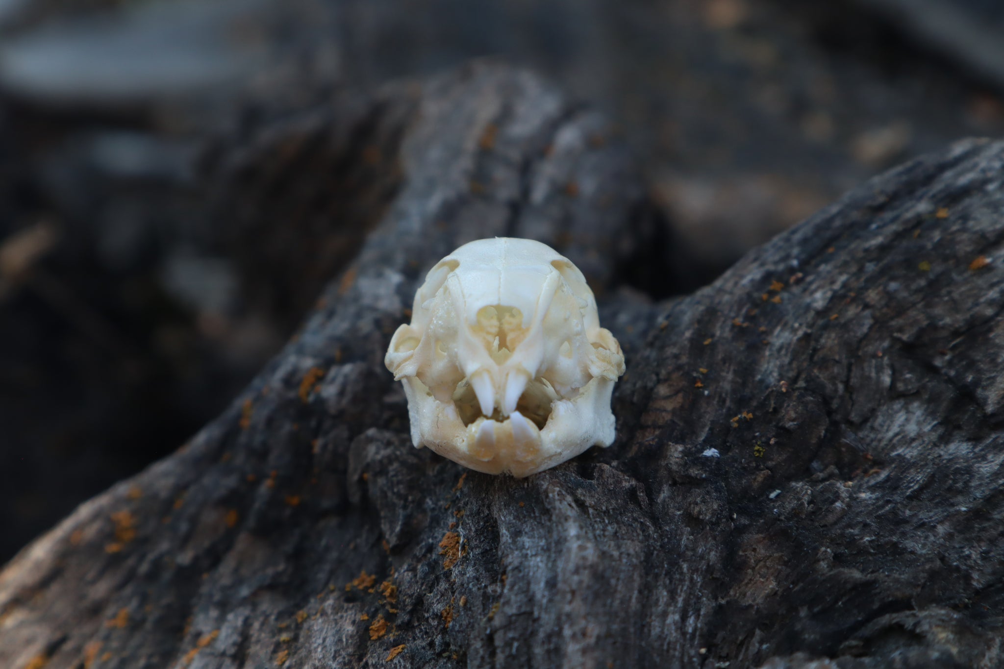 Baby Rabbit Skull