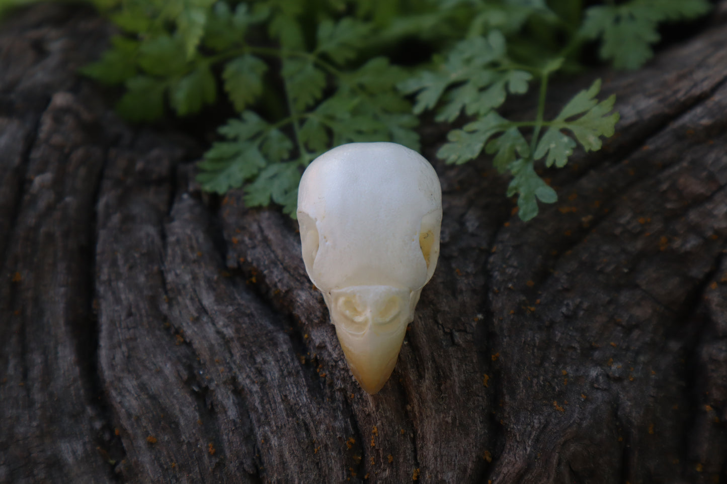 Parakeet Skull