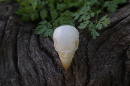 Parakeet Skull