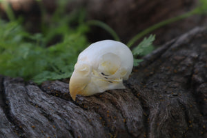 Parakeet Skull