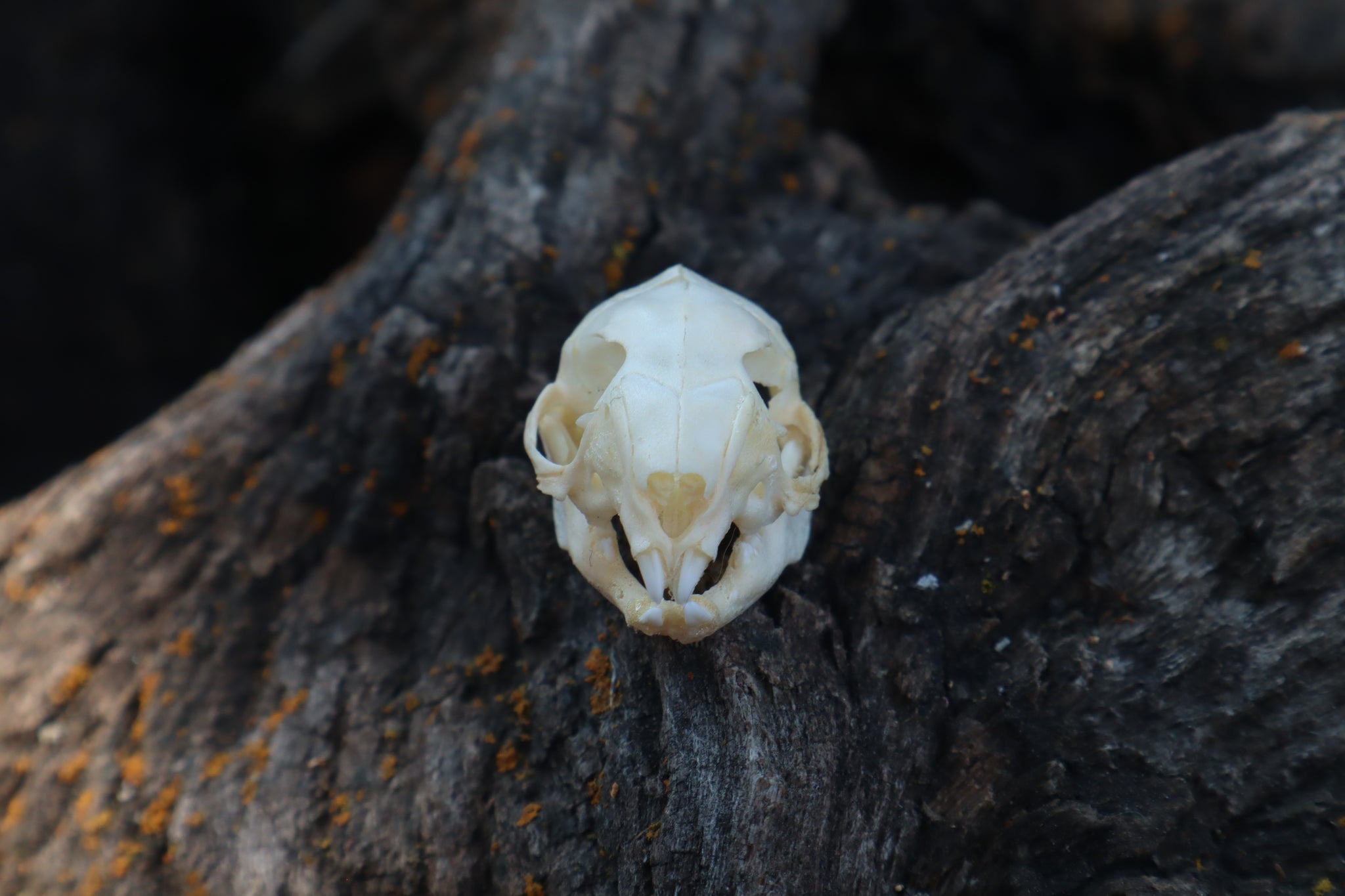 Brush Rabbit Skull Baby Rabbit Skull – Freyja's Forest
