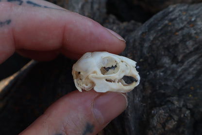 Baby Rabbit Skull