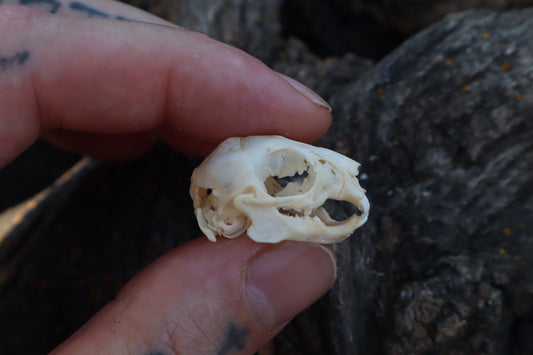 Baby Rabbit Skull