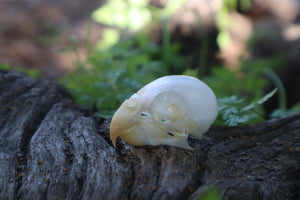 Parakeet Skull