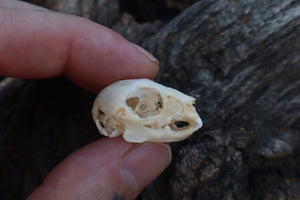 Baby Rabbit Skull