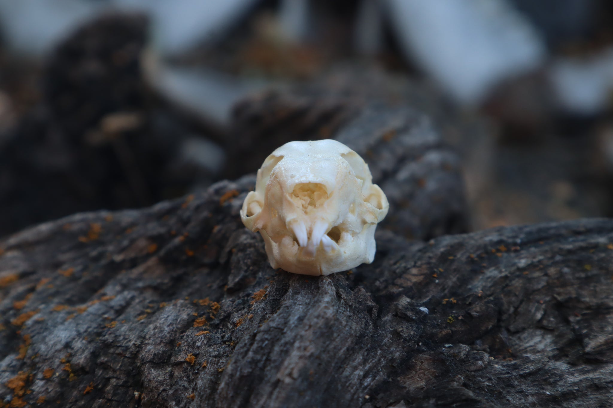 Baby Rabbit Skull