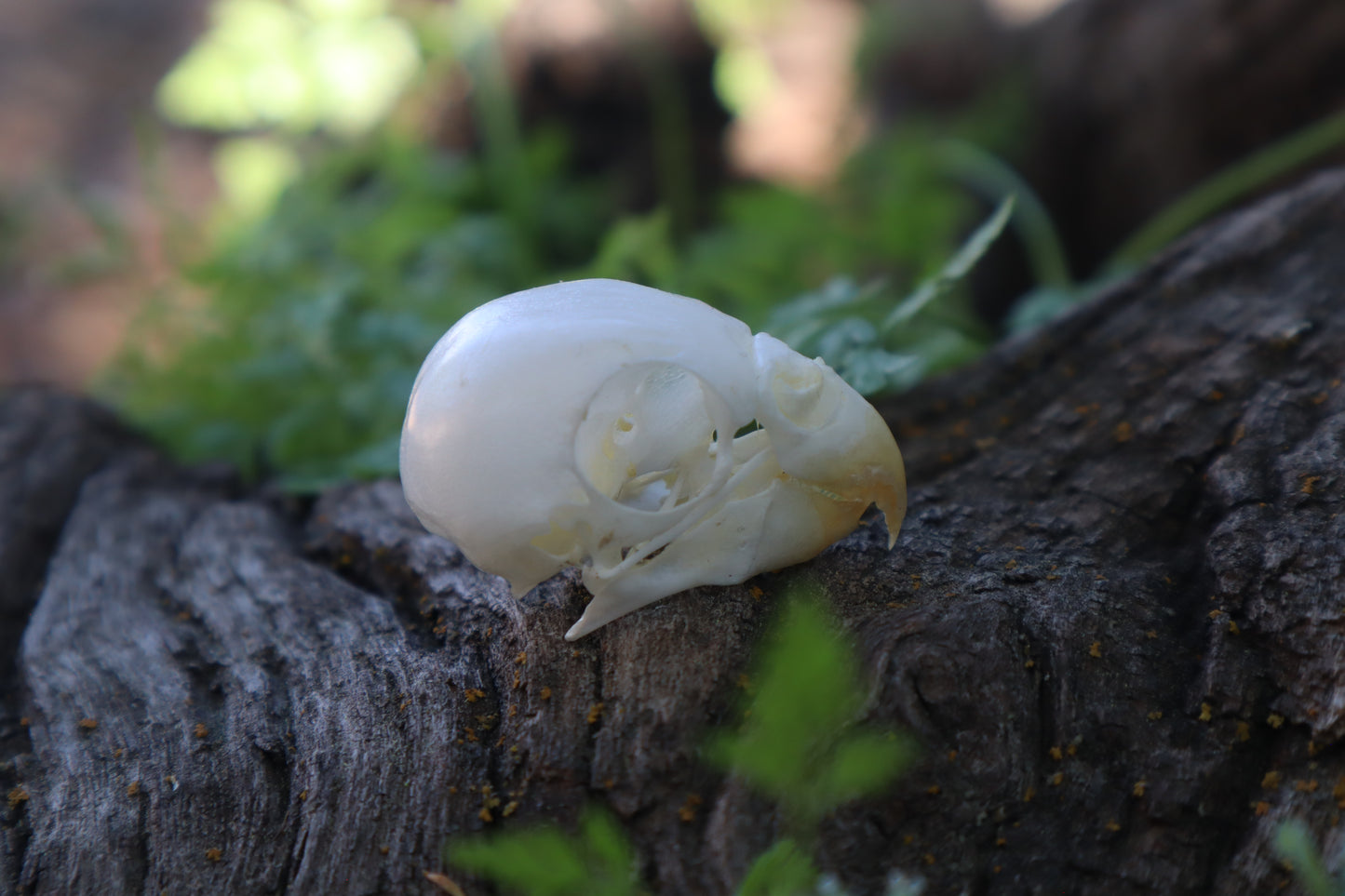 Parakeet Skull