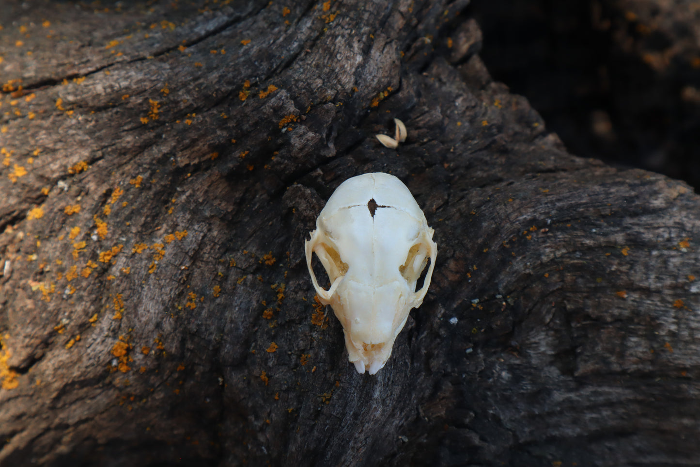 Baby Rabbit Skull