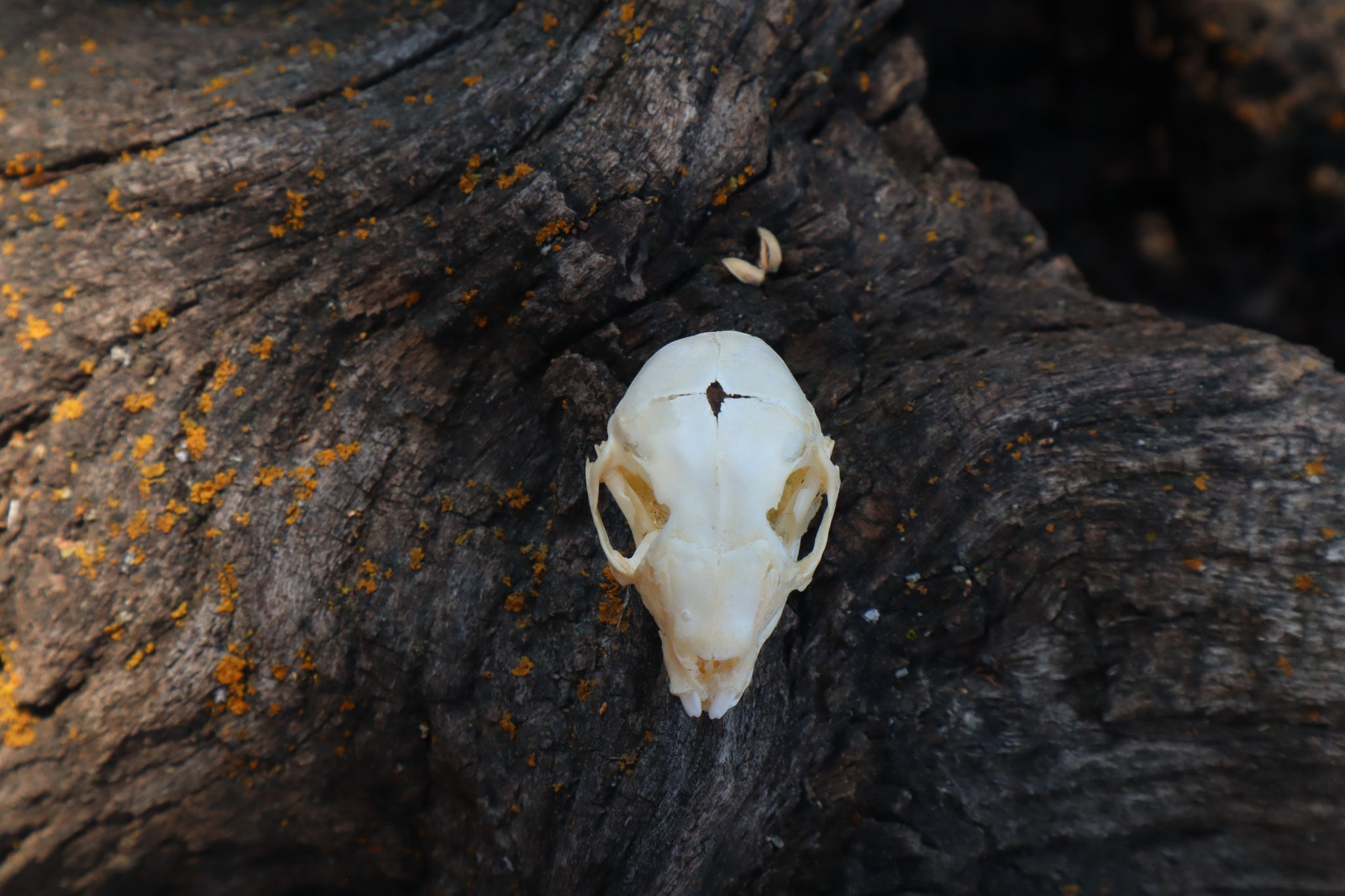 Baby Rabbit Skull