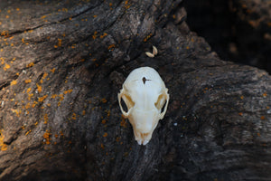 Baby Rabbit Skull