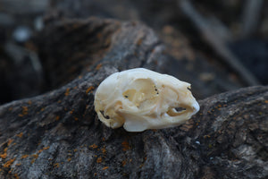 Baby Rabbit Skull