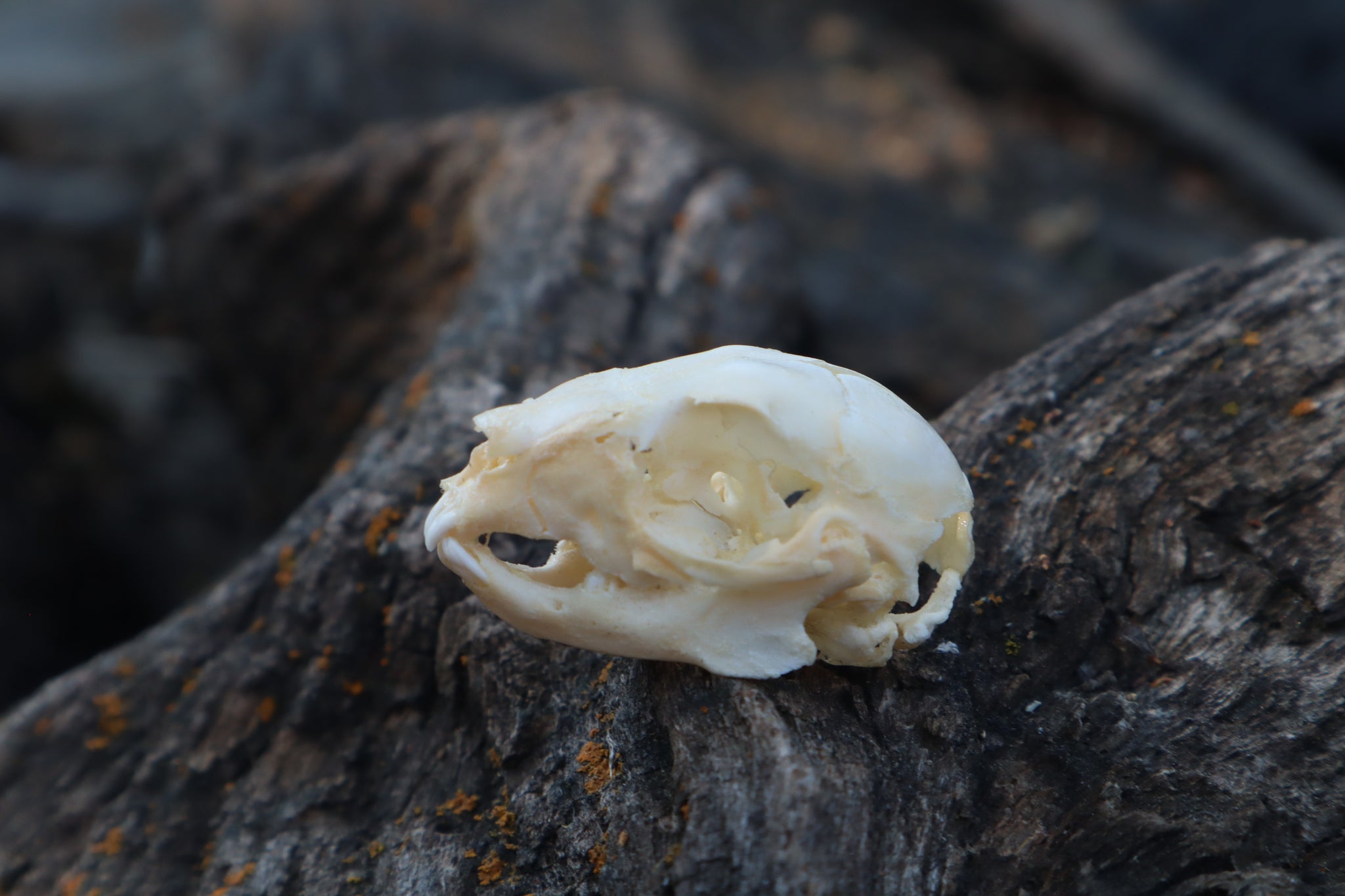 Baby Rabbit Skull