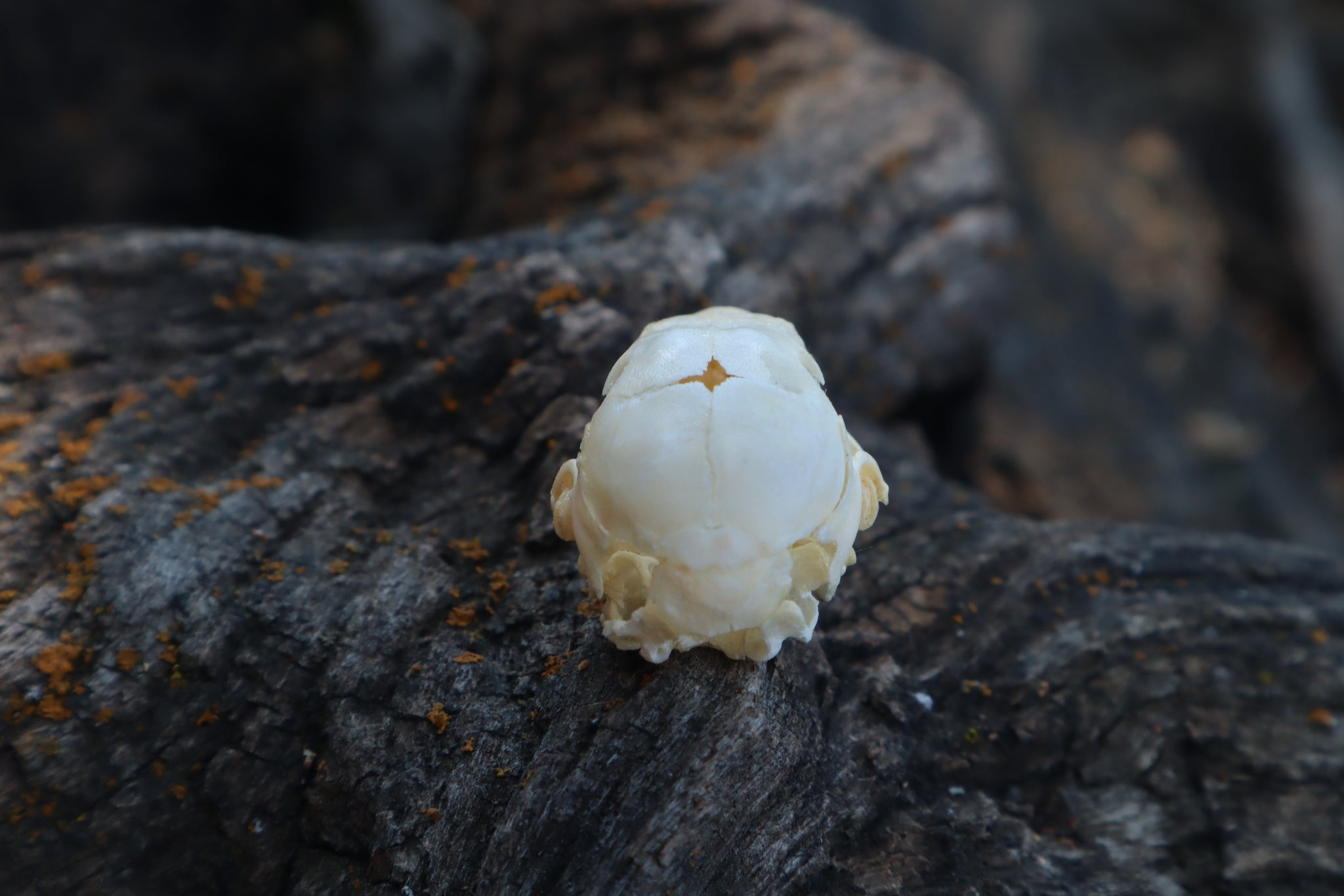 Baby Rabbit Skull