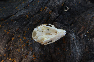 Baby Rabbit Skull