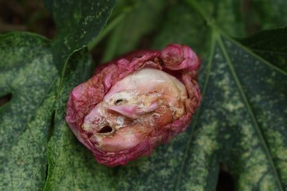 Dry Diaphonized Fetal Beaver Skull