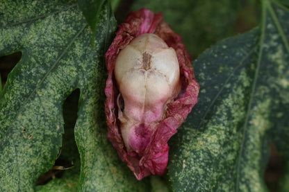 Dry Diaphonized Fetal Beaver Skull