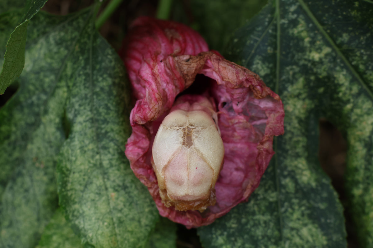 Dry Diaphonized Fetal Beaver Skull