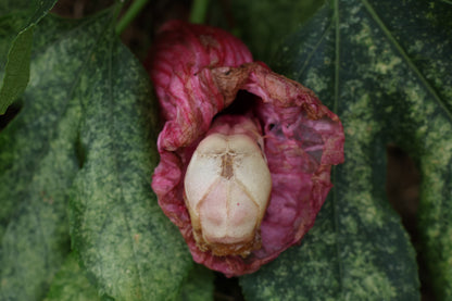 Dry Diaphonized Fetal Beaver Skull