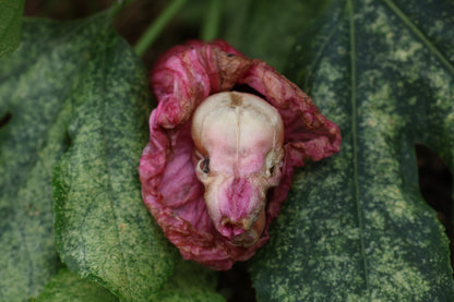 Dry Diaphonized Fetal Beaver Skull