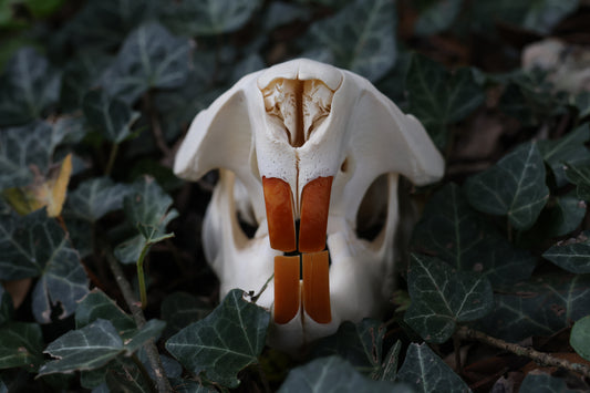 Beaver Skull