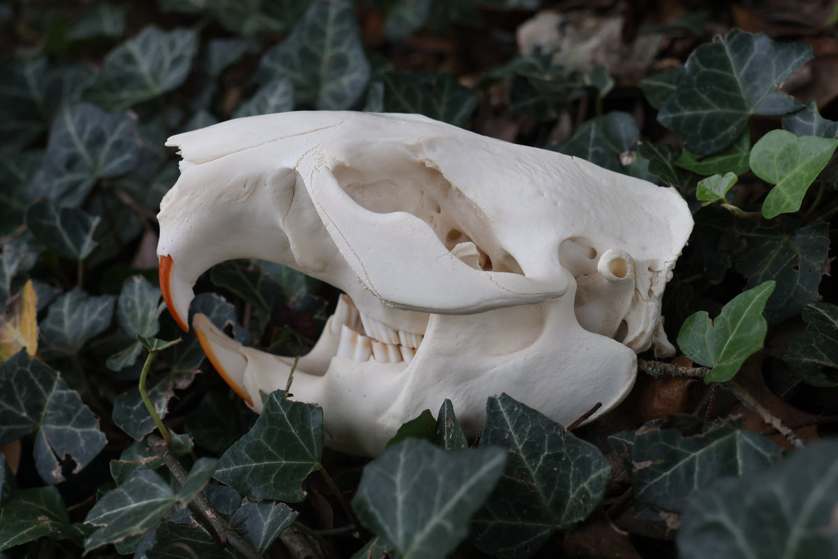 Beaver Skull