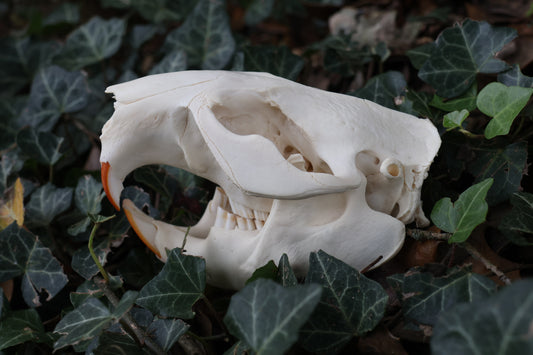Beaver Skull
