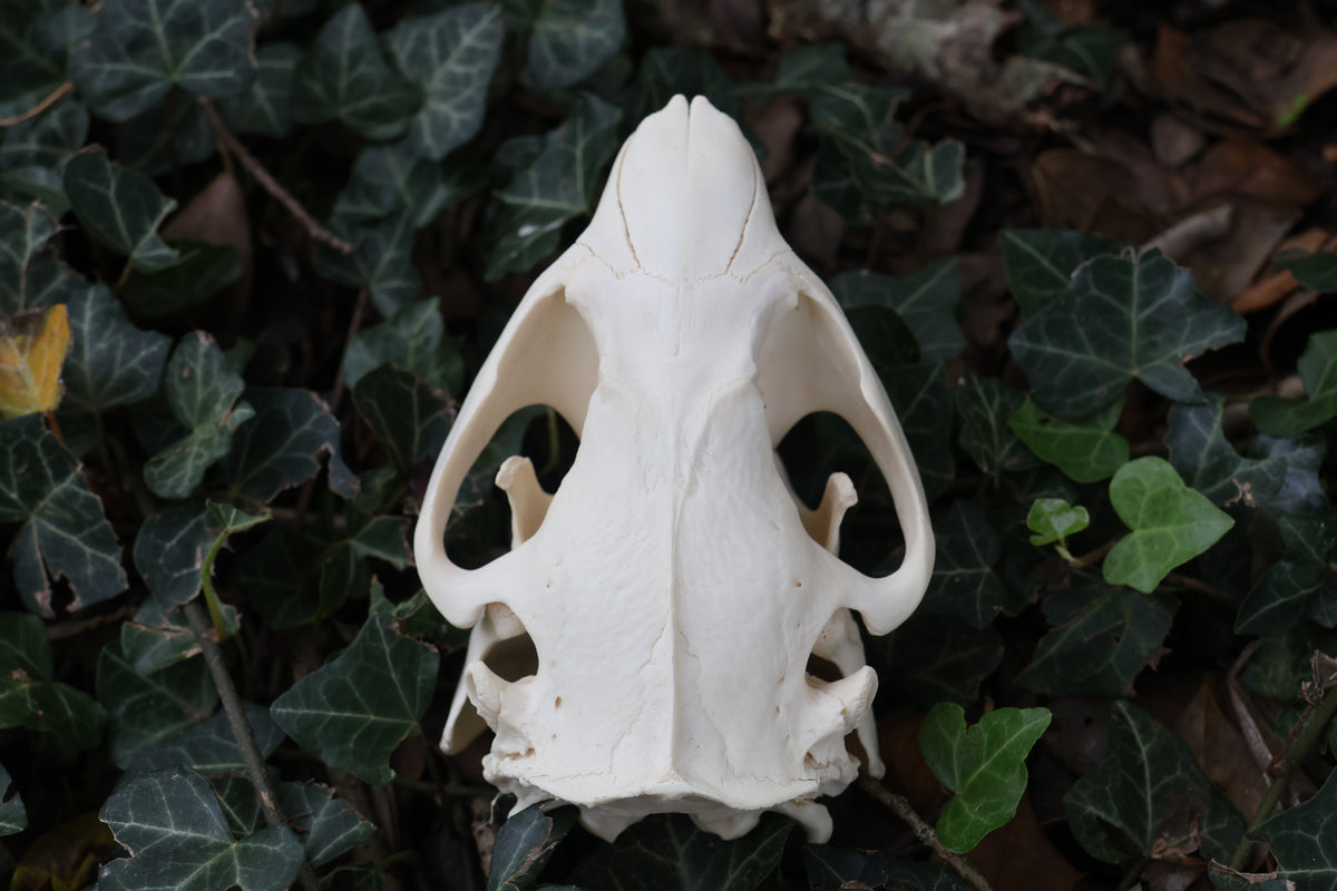Beaver Skull
