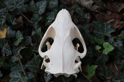 Beaver Skull