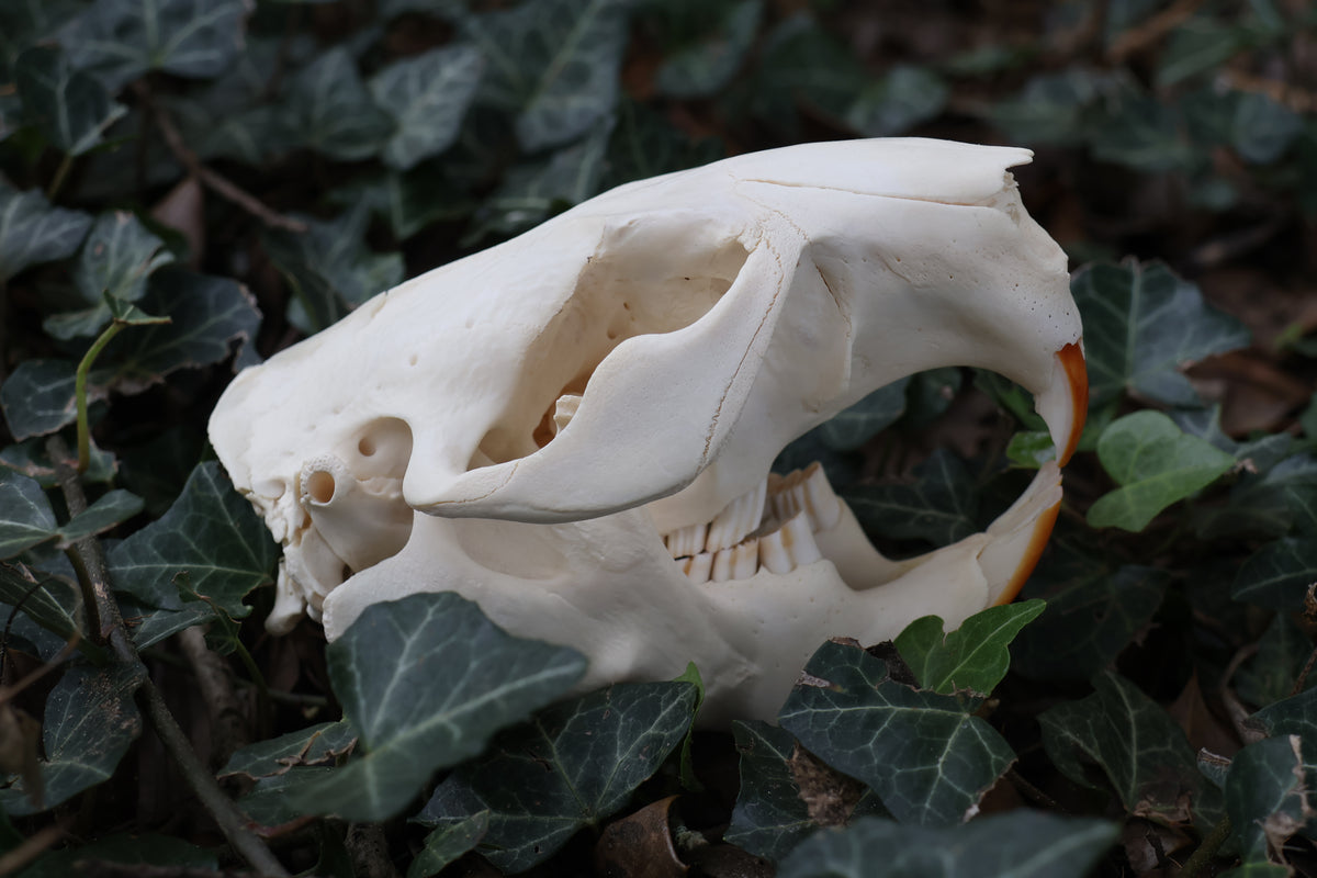 Beaver Skull