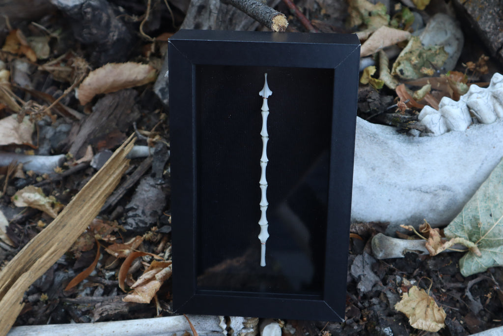 Black Cat Sternum Articulation