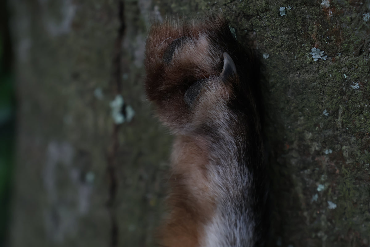 Call of the Aeon - Red Fox Paw Bell