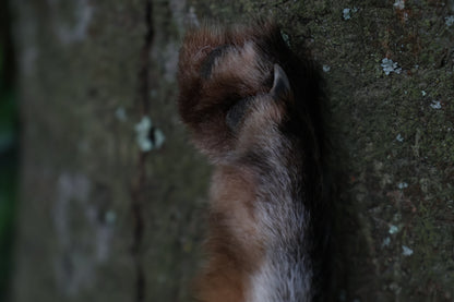 Call of the Aeon - Red Fox Paw Bell