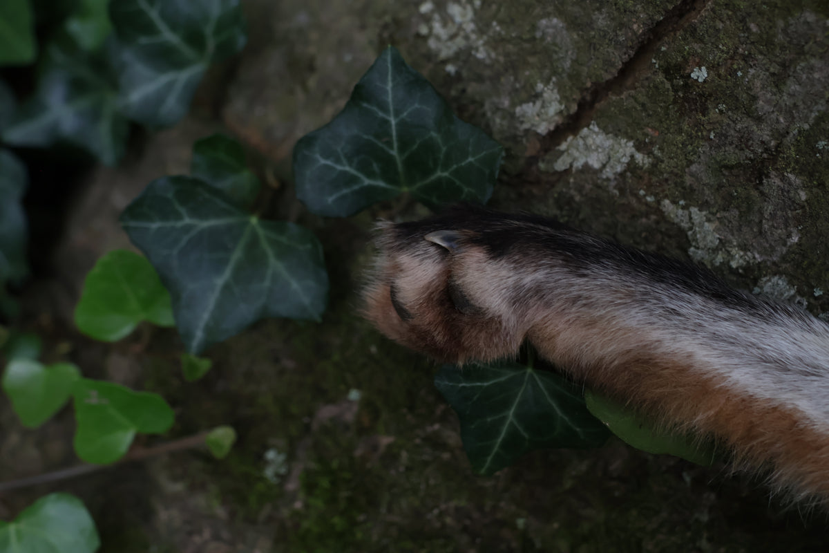 Call of the Aeon - Red Fox Paw Bell