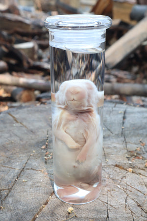 Baby Rabbit Wet Specimen