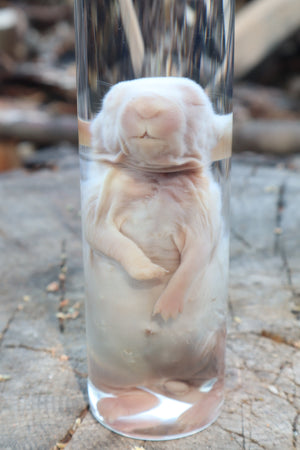 Baby Rabbit Wet Specimen