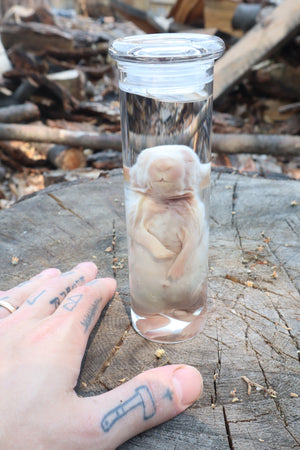 Baby Rabbit Wet Specimen