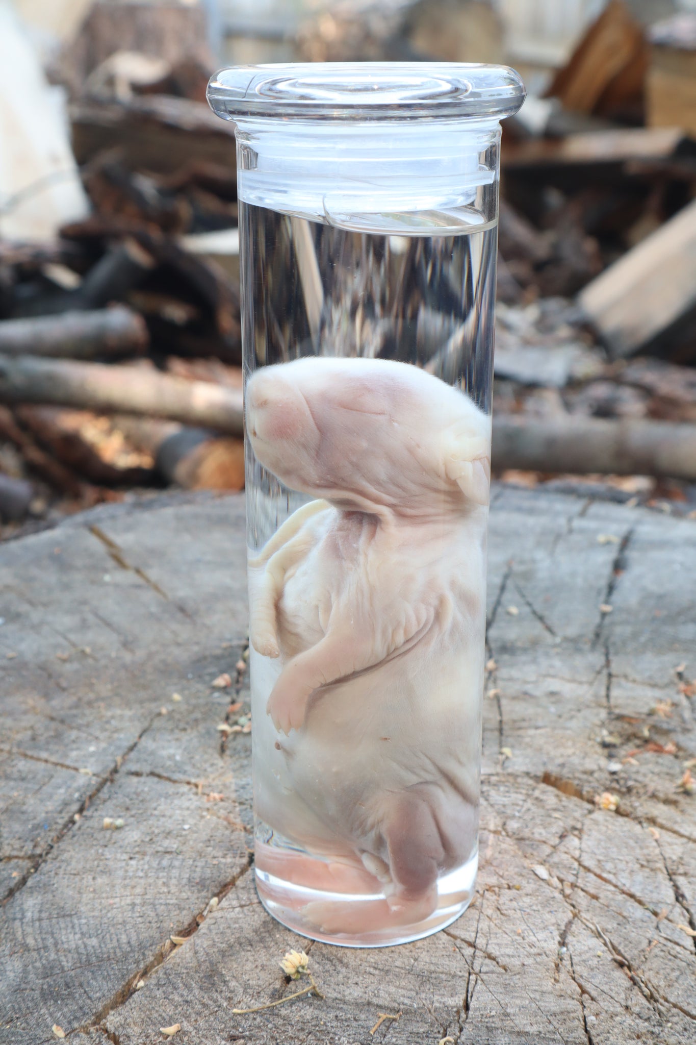 Baby Rabbit Wet Specimen