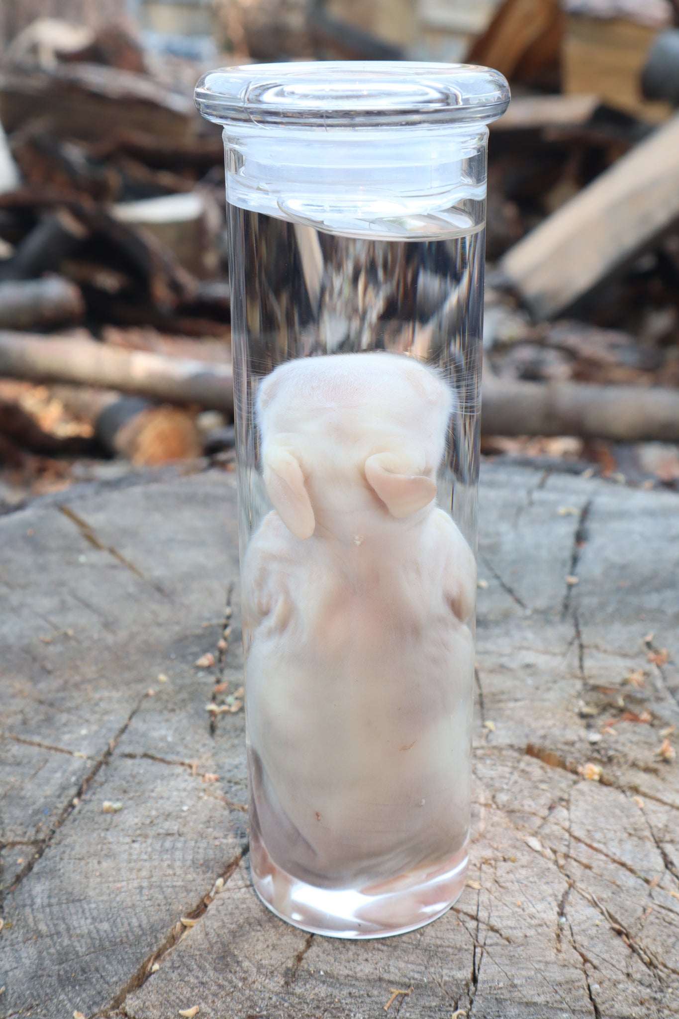 Baby Rabbit Wet Specimen