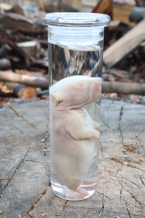 Baby Rabbit Wet Specimen