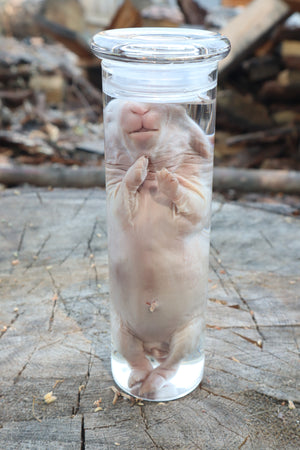 Baby Rabbit Wet Specimen