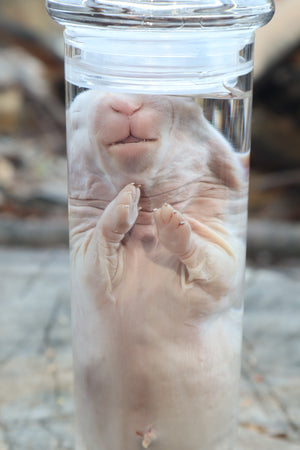 Baby Rabbit Wet Specimen