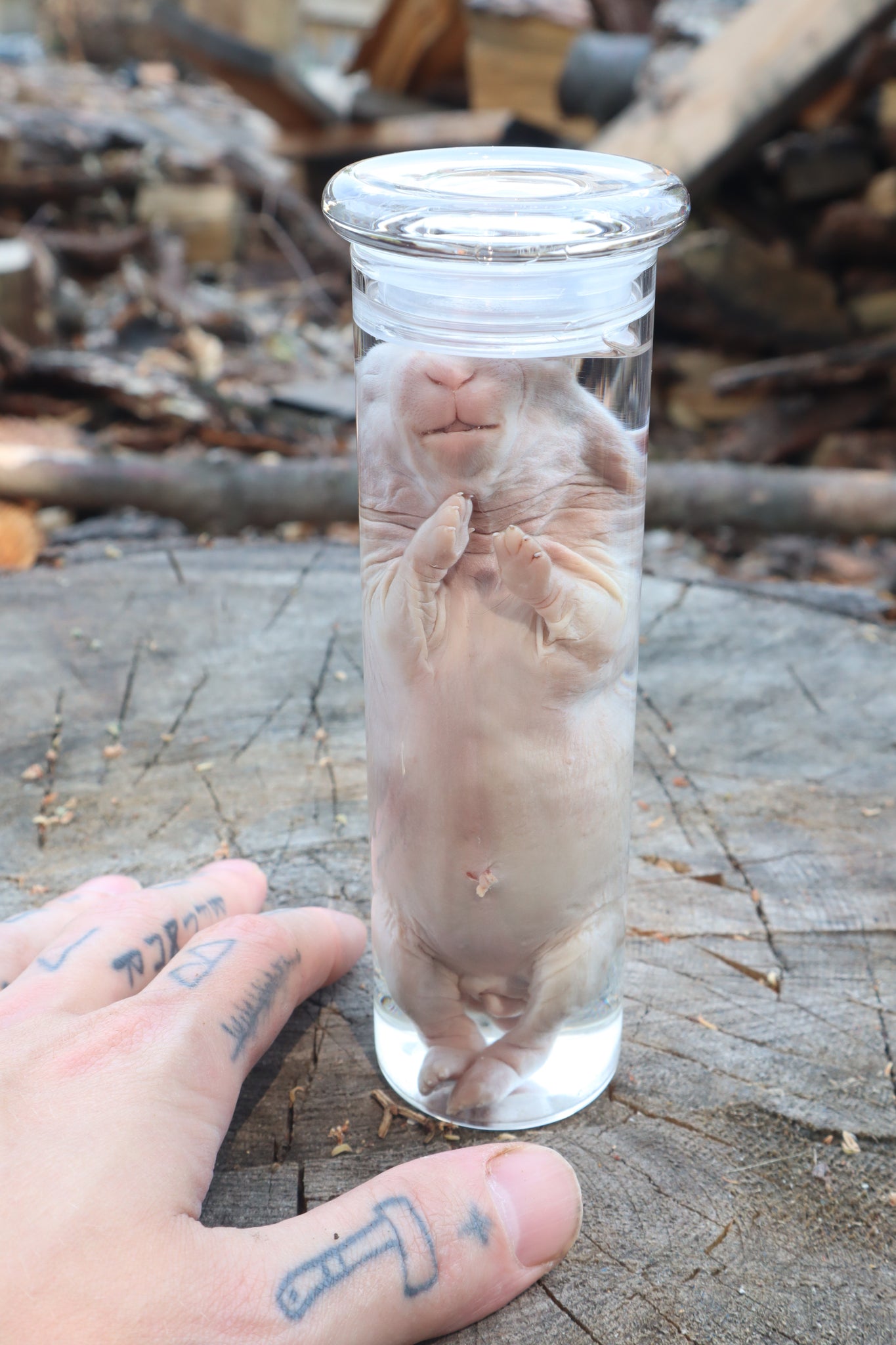 Baby Rabbit Wet Specimen